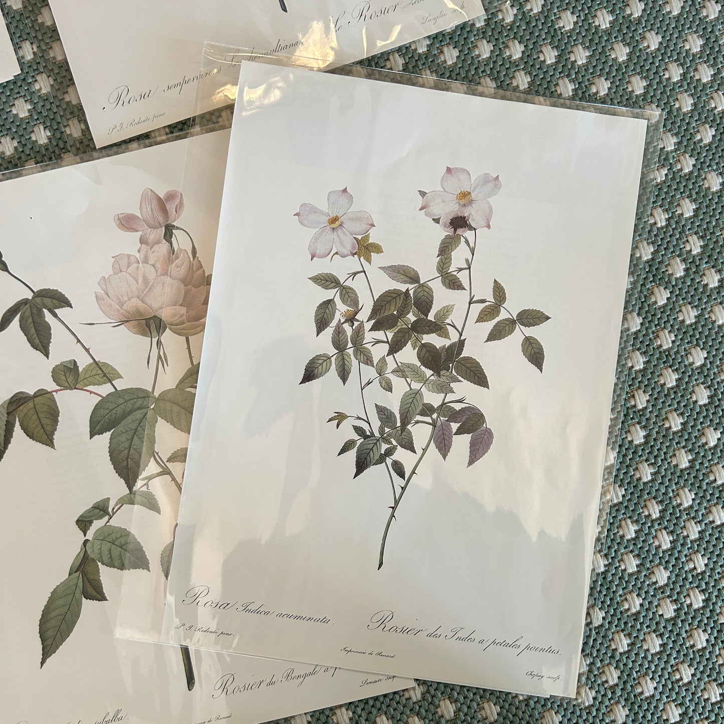 Botanical Rose Prints (set of 4)