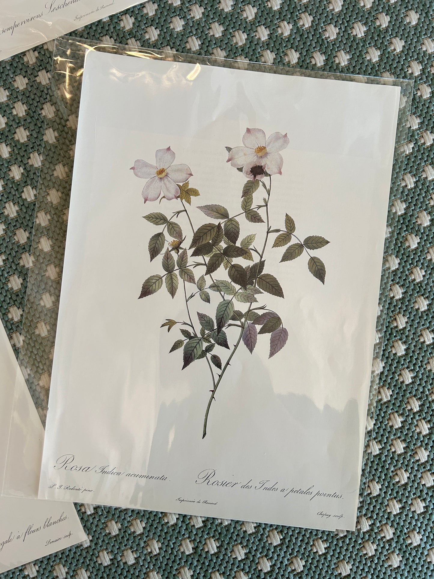 Botanical Rose Prints (set of 4)