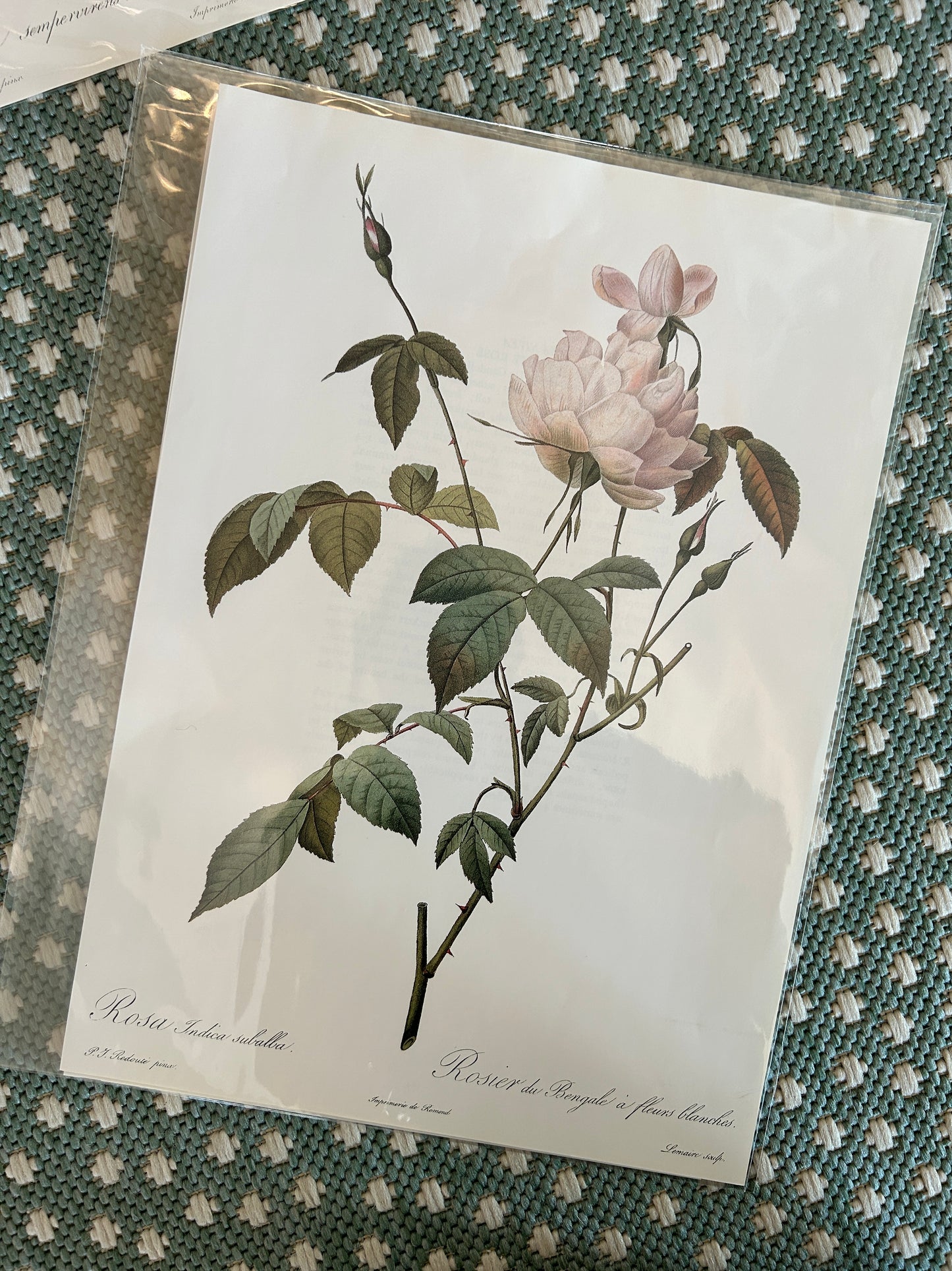 Botanical Rose Prints (set of 4)