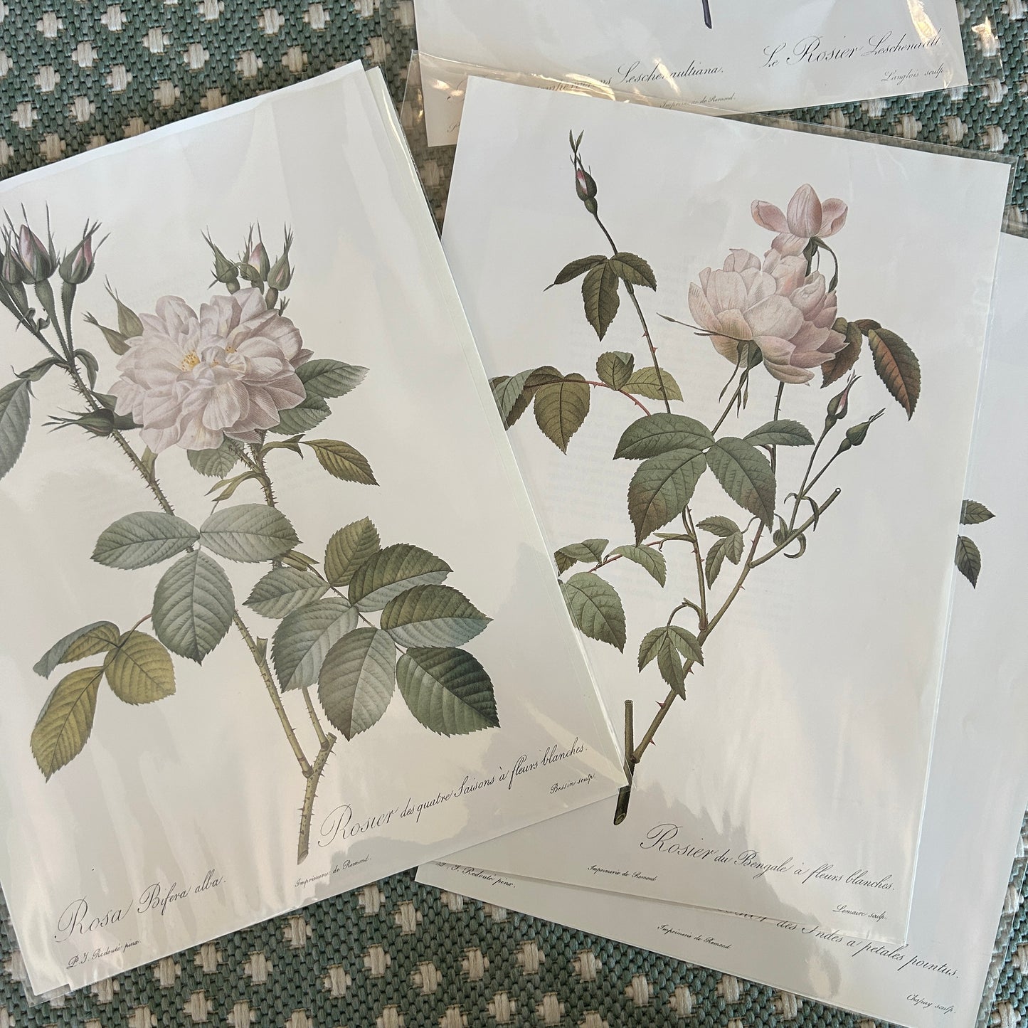 Botanical Rose Prints (set of 4)