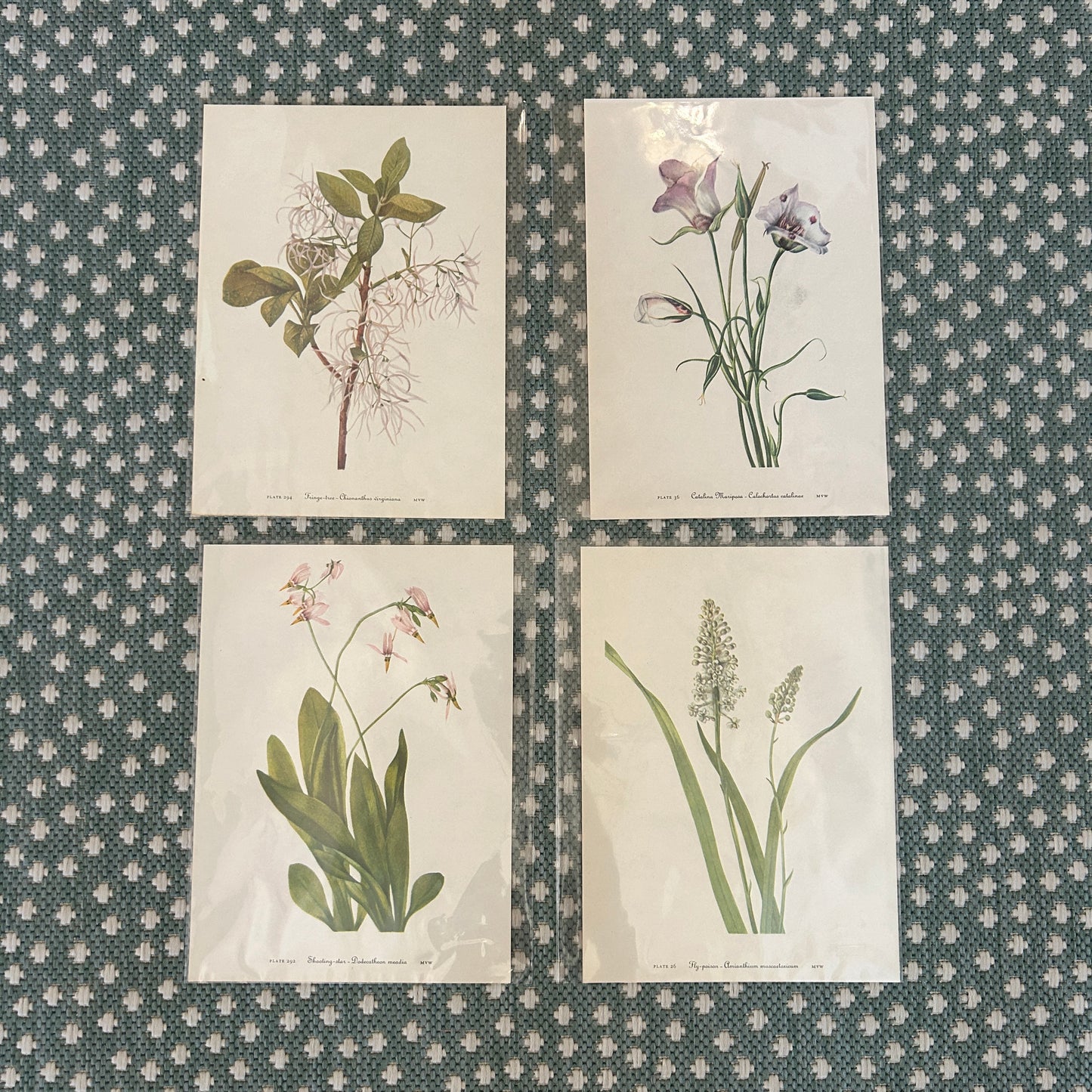 Botanical Floral Prints (set of 4)