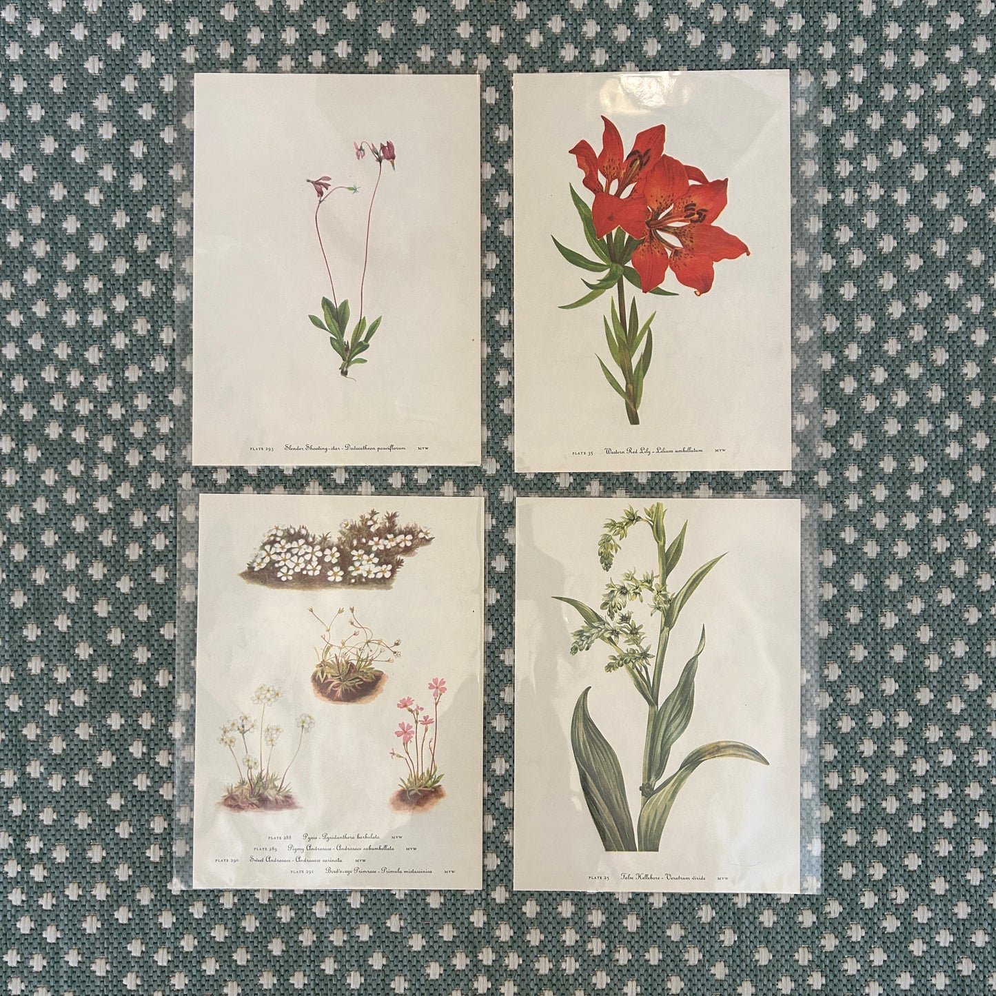 Botanical Floral Prints (set of 4)